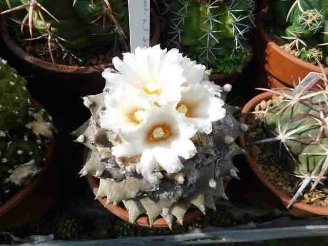 DSCN4475.jpg