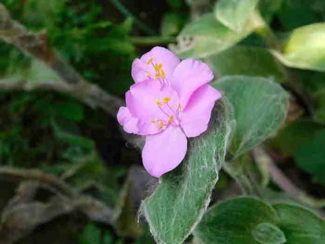 DSCN4557.jpg