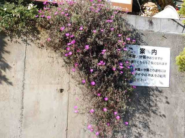 DSCN5248.jpg