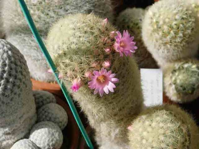 DSCN6540.jpg