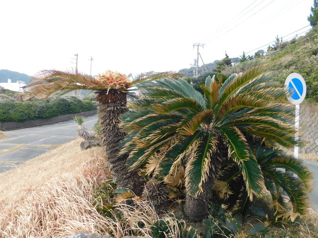 DSCN7247.JPG