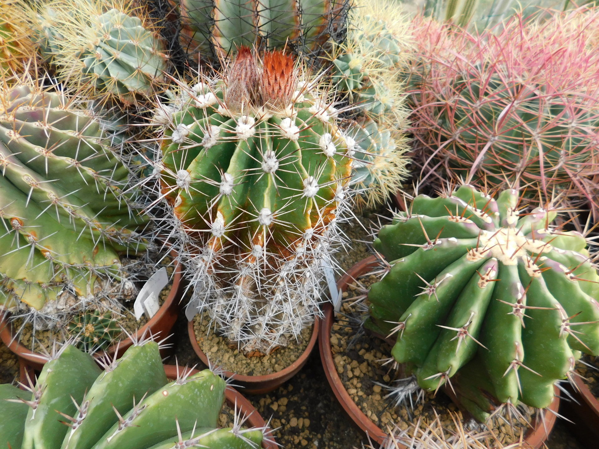 フェロカクタス 4頭 群生サボテン 植物 - その他