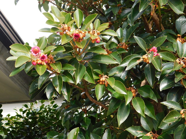 DSCN7304.JPG