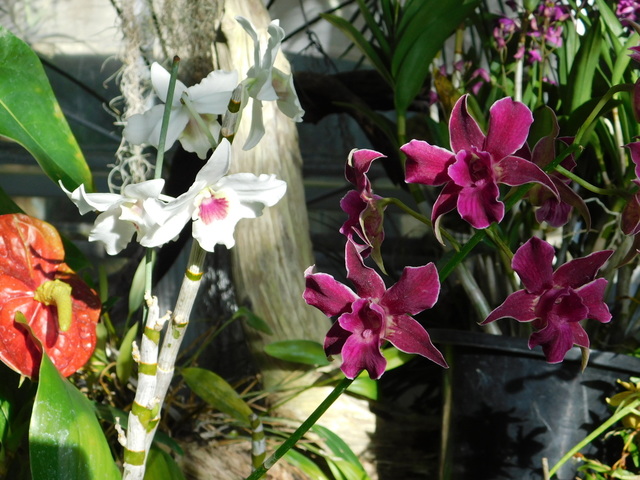 DSCN7875.JPG