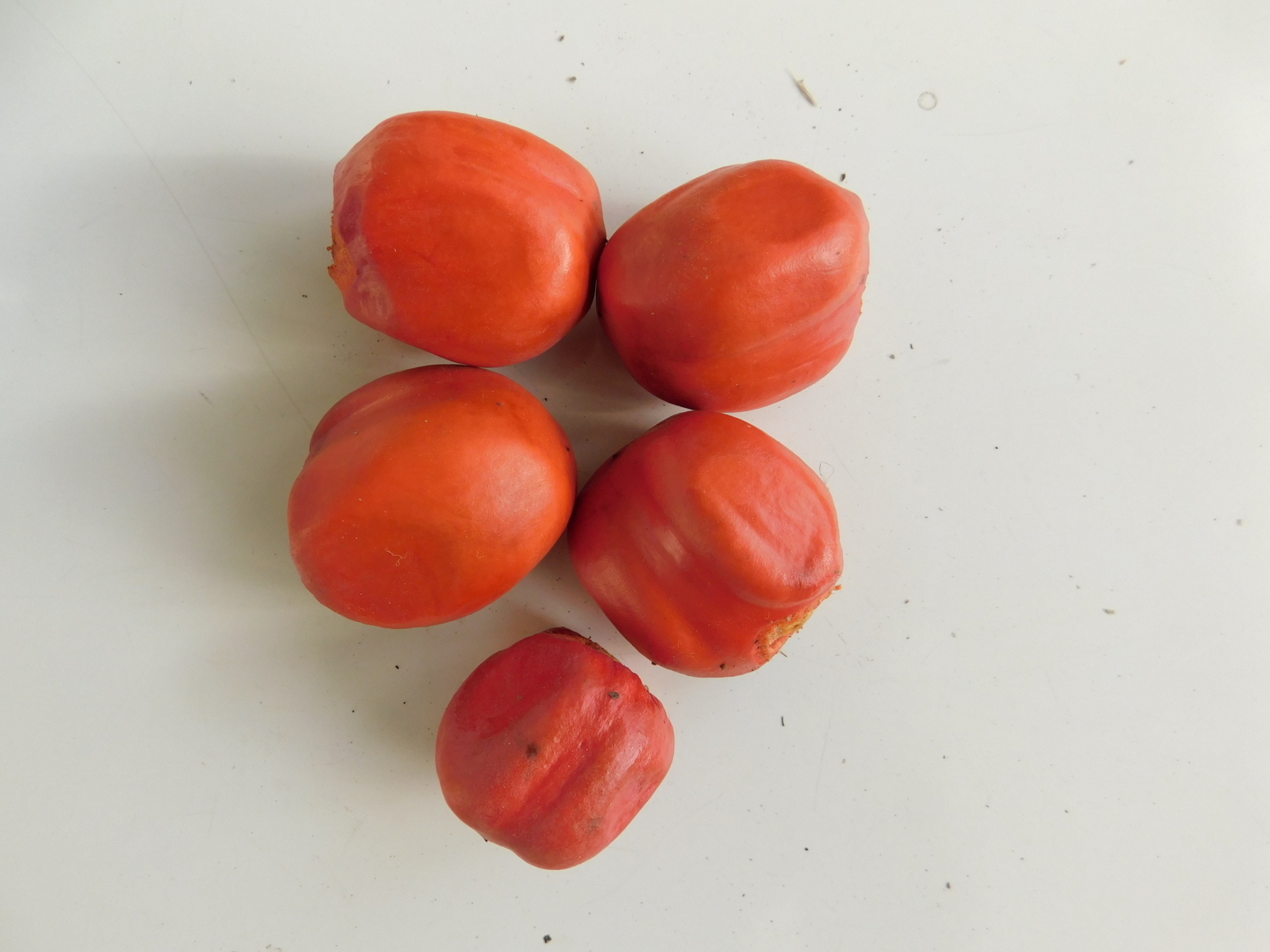 マクロザミアの果実を収穫: 学芸員の独り言