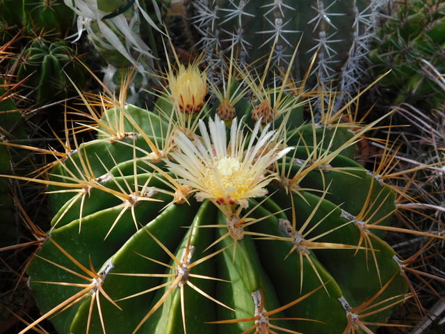 DSCN9931.JPG
