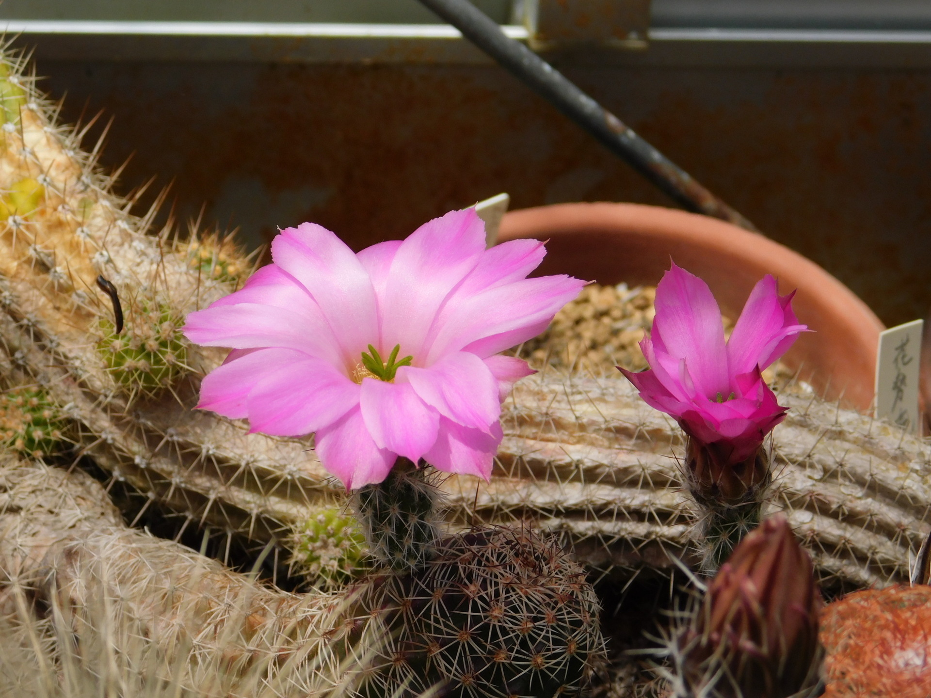 サボテンが奇麗に咲いていました: 学芸員の独り言