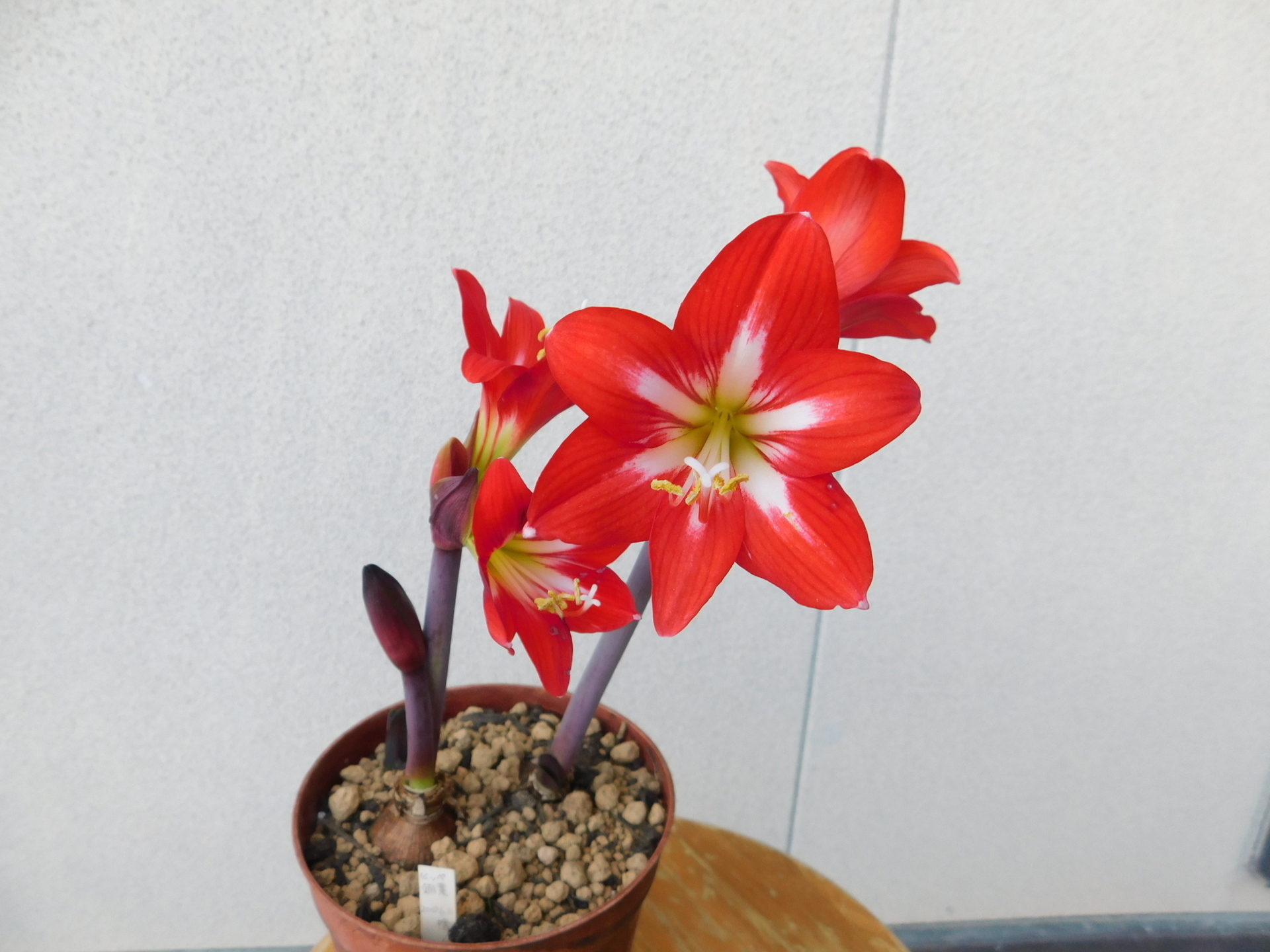またまたアマリリスです。: 学芸員の独り言