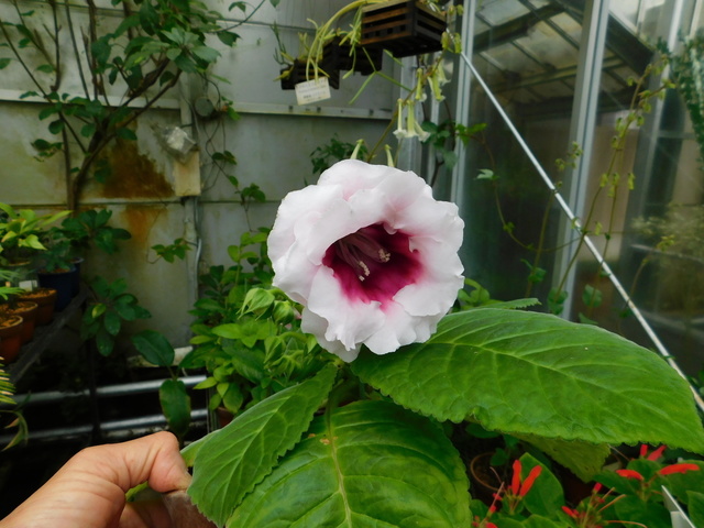 DSCN2089.JPG