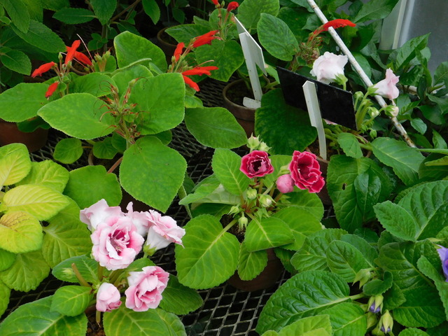 DSCN2660.JPG