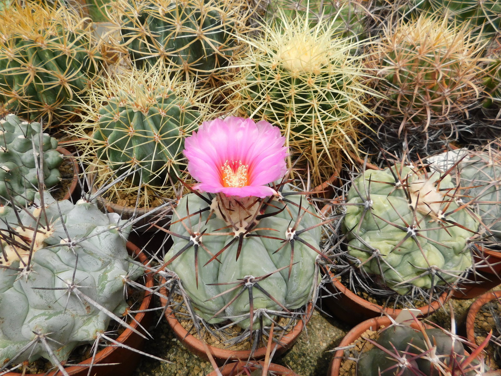 華やかなサボテンの花: 学芸員の独り言