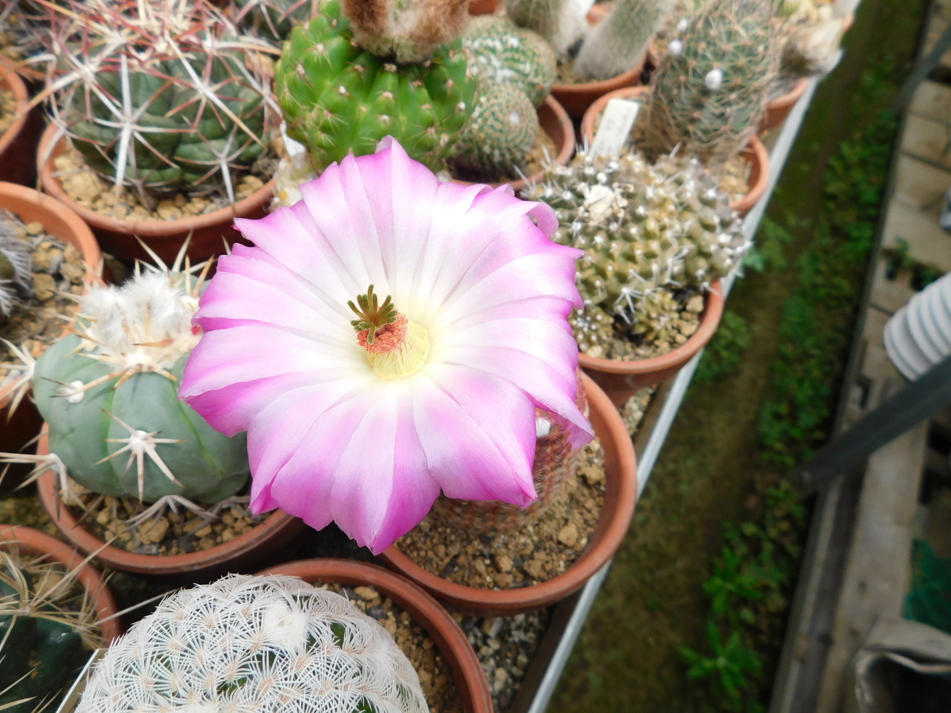 好きに 華やかなサボテンの花: 学芸員の独り言 フラワー・ガーデニング