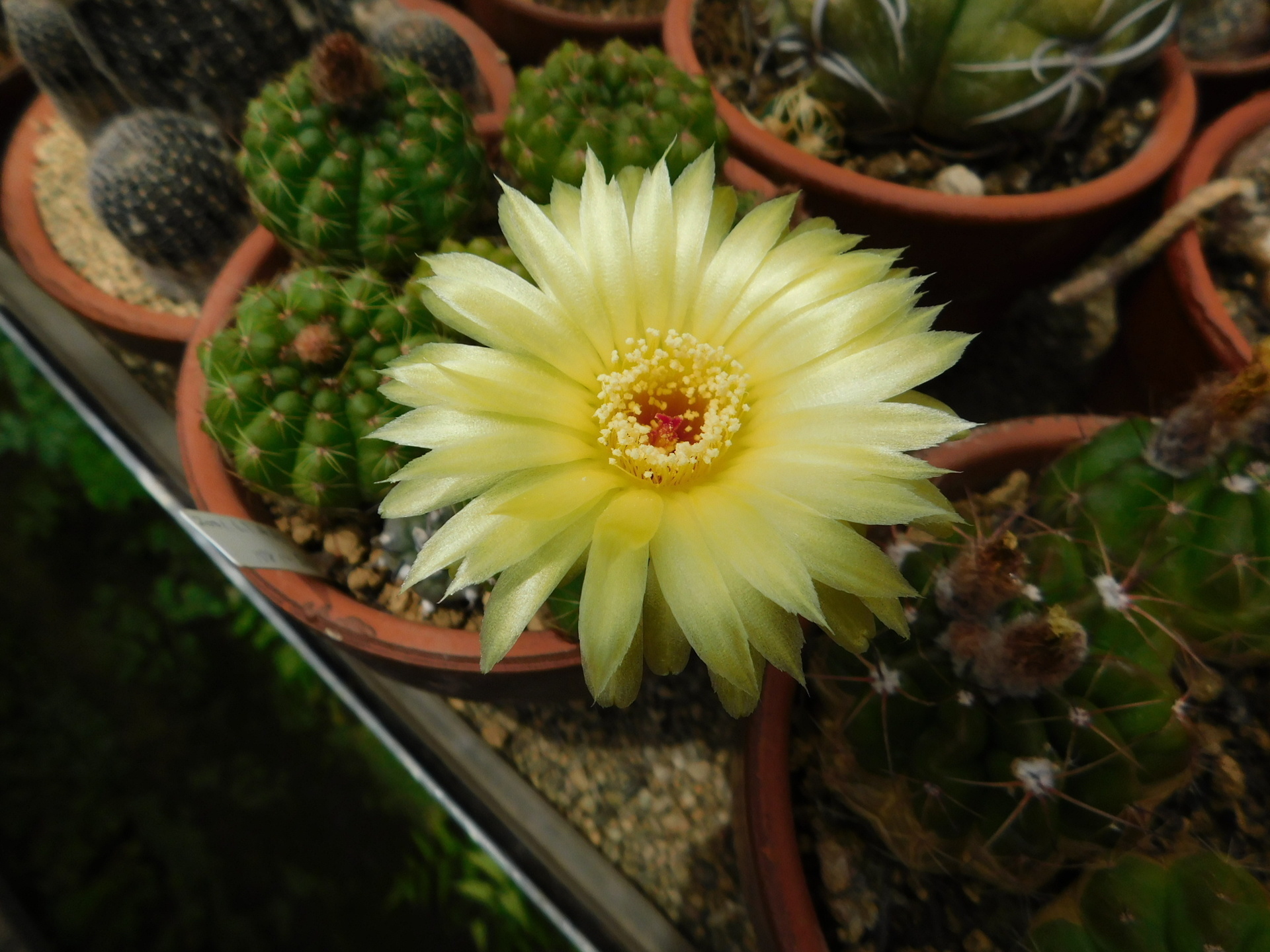 華やかなサボテンの花: 学芸員の独り言