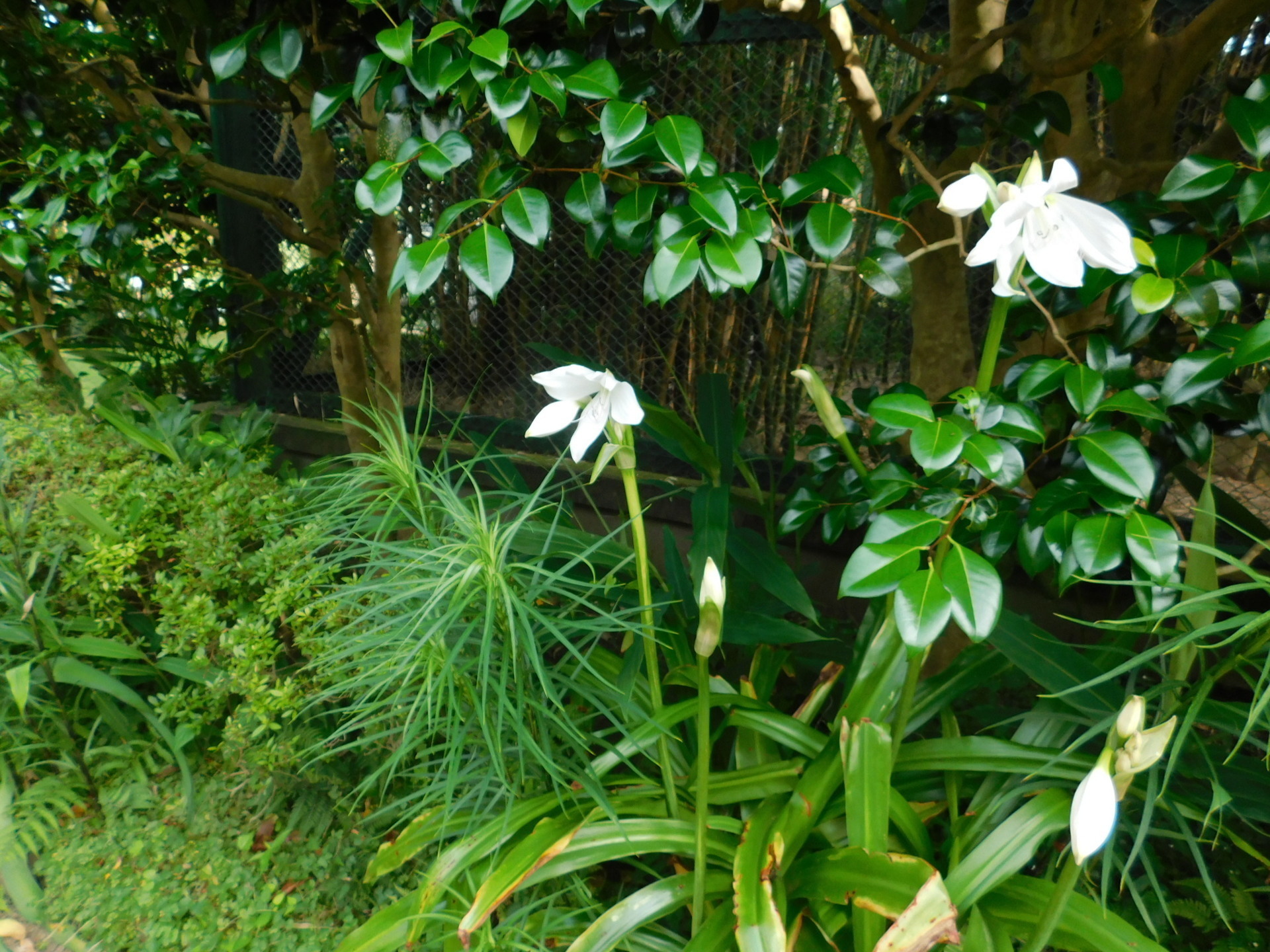 クリナムの季節: 学芸員の独り言