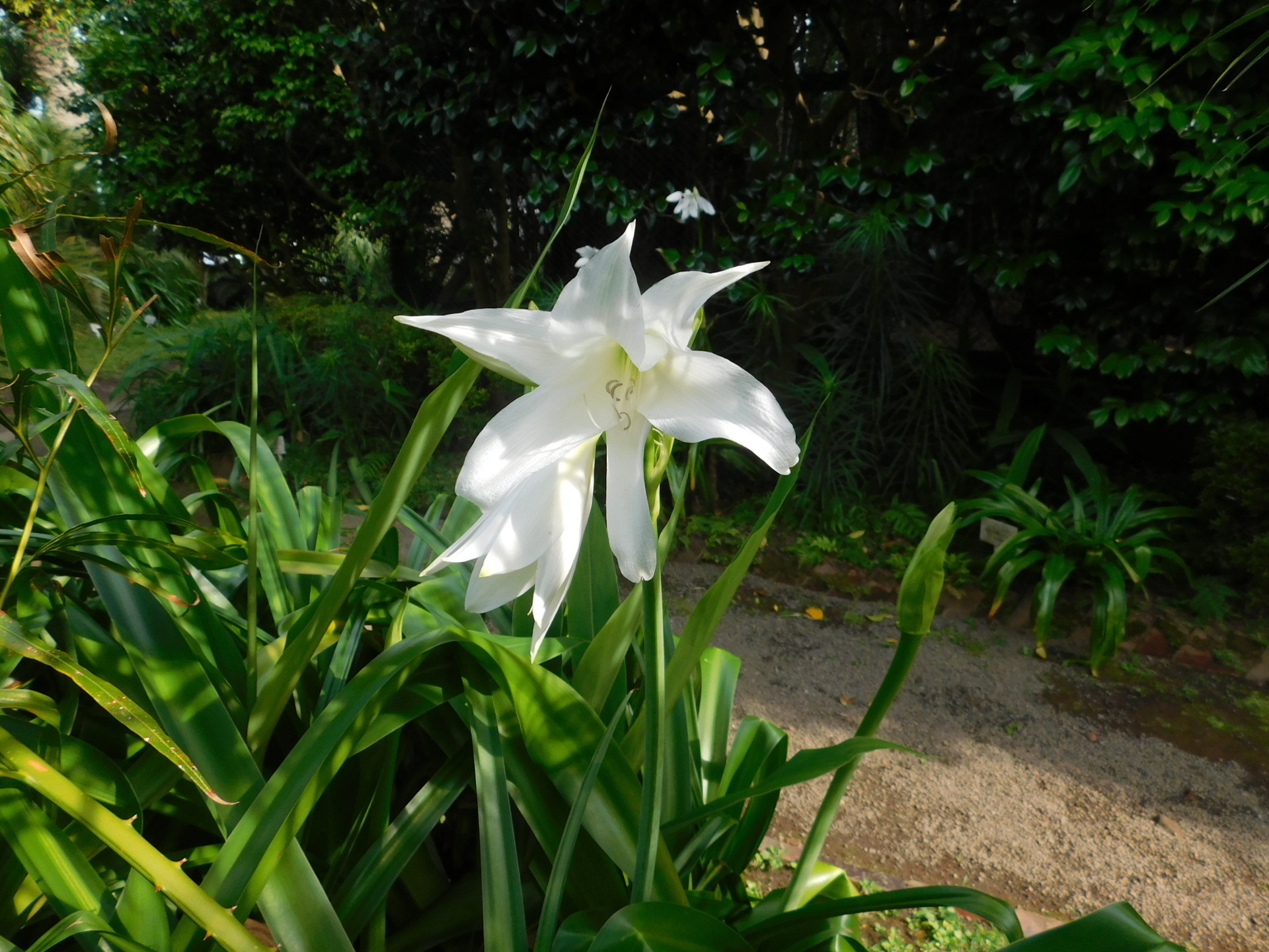 クリナムの季節: 学芸員の独り言