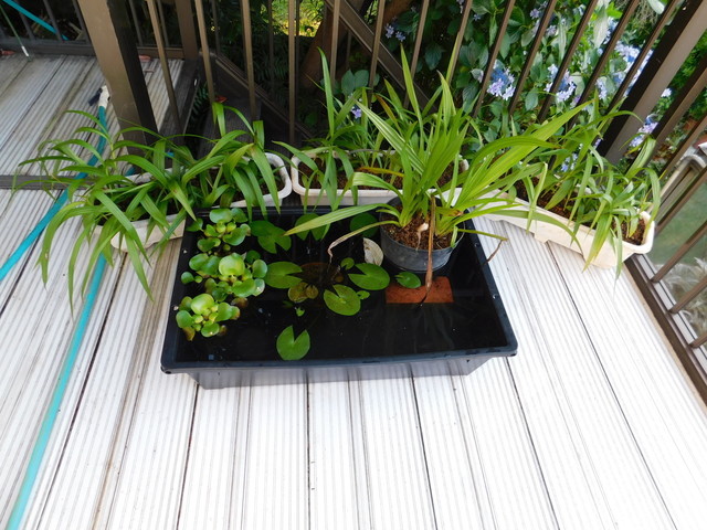 DSCN3687.JPG