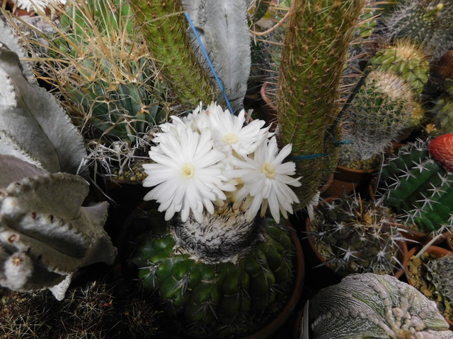DSCN4234.JPG