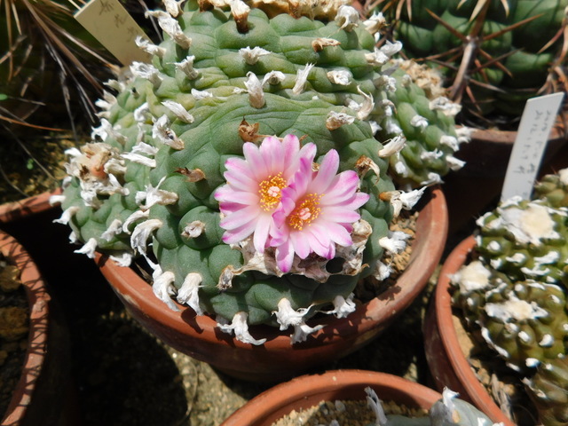 DSCN4287.JPG