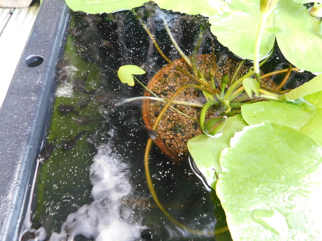 DSCN4546.JPG