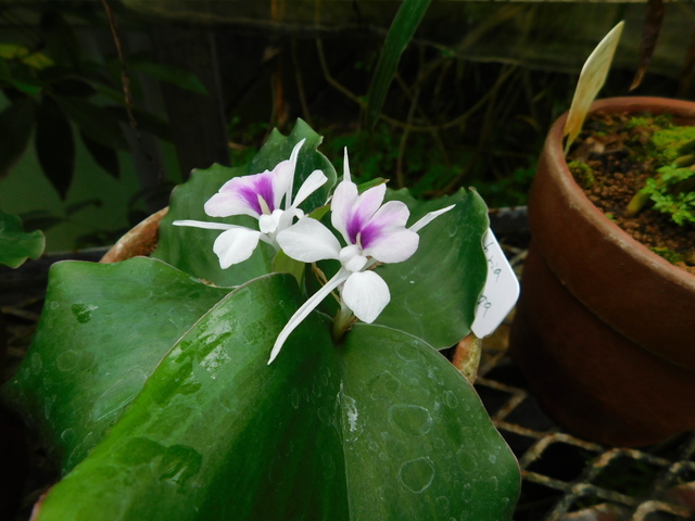 DSCN4610.JPG