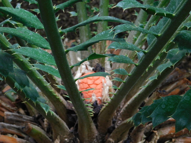 DSCN5131.JPG