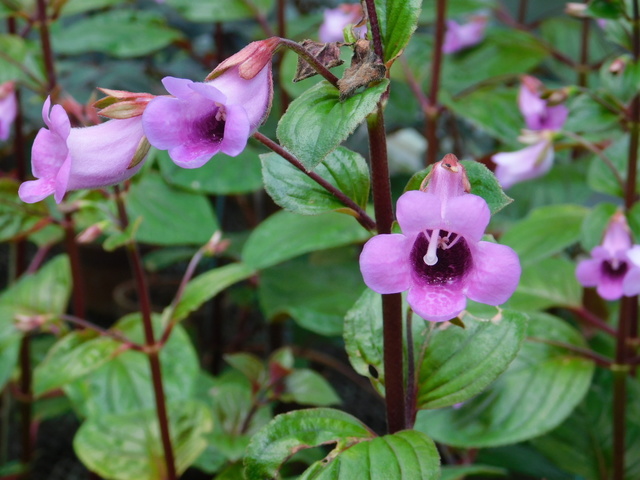 DSCN5147.JPG