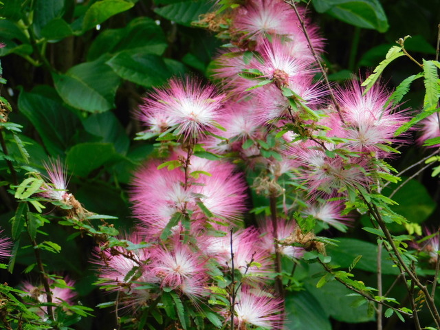 DSCN5233.JPG