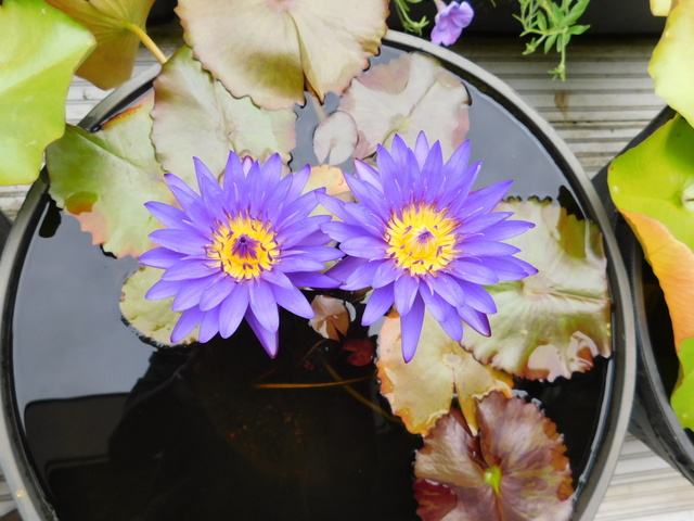 DSCN5272.JPG
