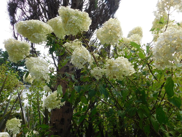 DSCN5337.JPG