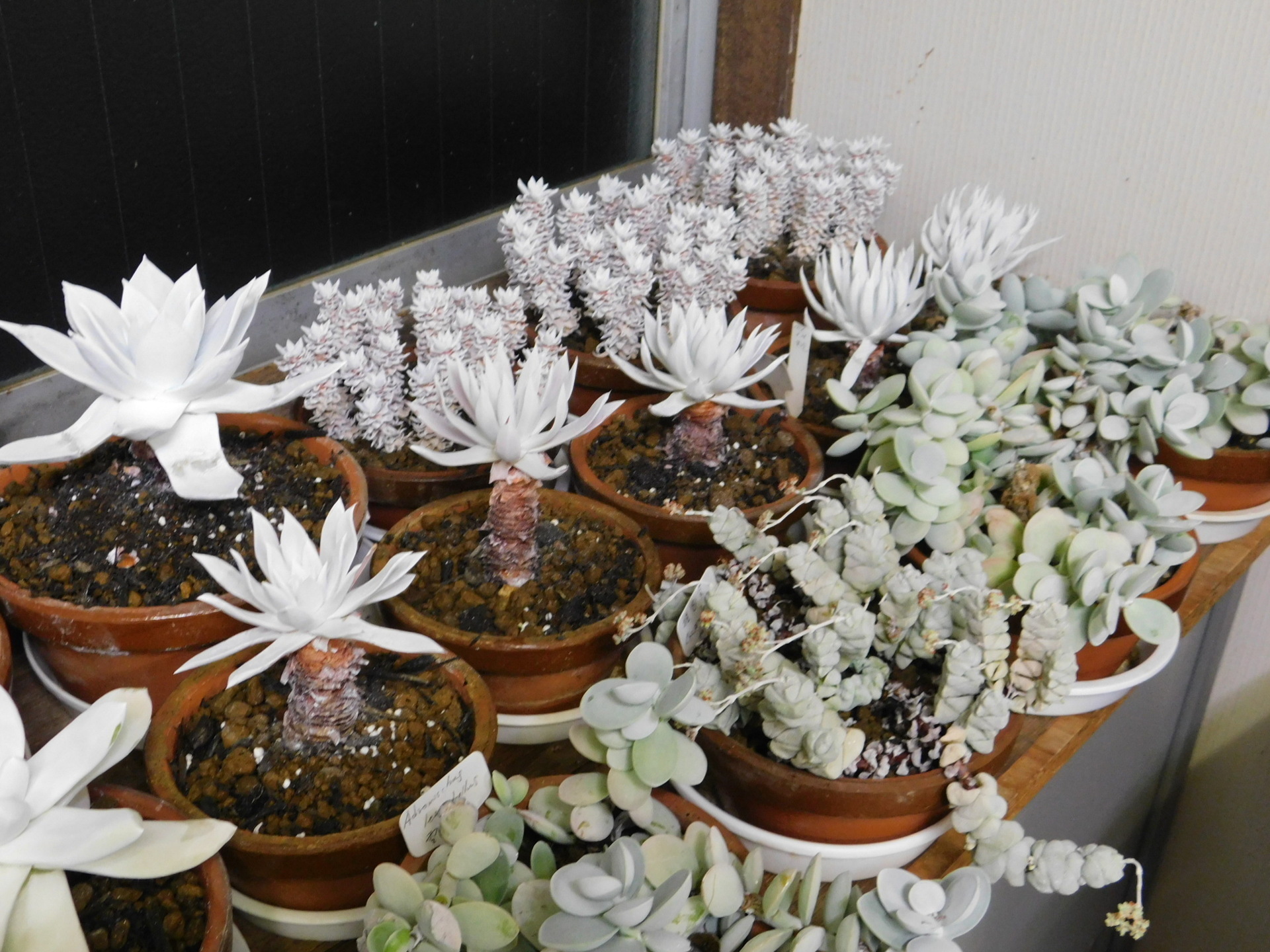 【開花株10年物の大株】月下美人 No.2 開花株10年物の大株】月下美人 No.2 開花株10