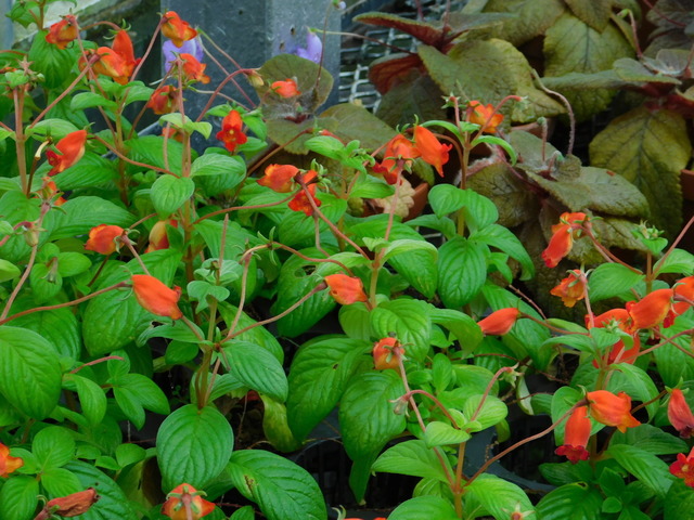 DSCN6884.JPG