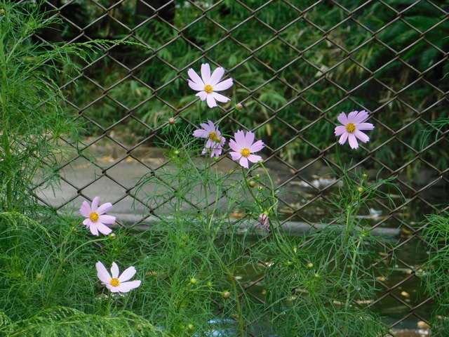 DSCN7065.JPG
