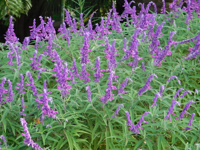 DSCN7057.JPG