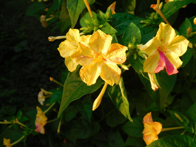 DSCN7269.JPG