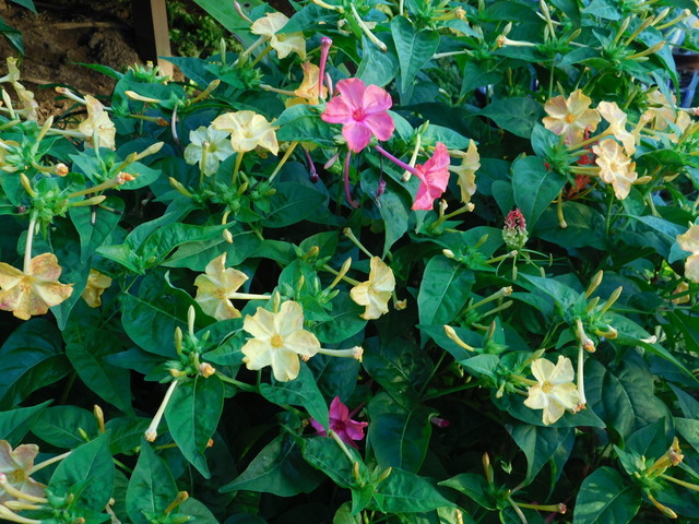 DSCN7273.JPG