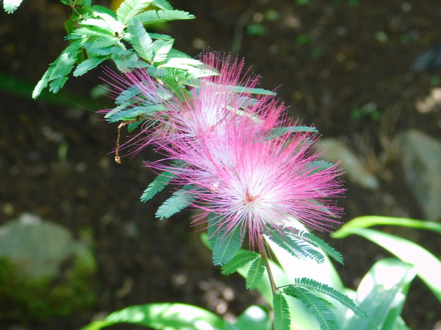 DSCN7191.JPG