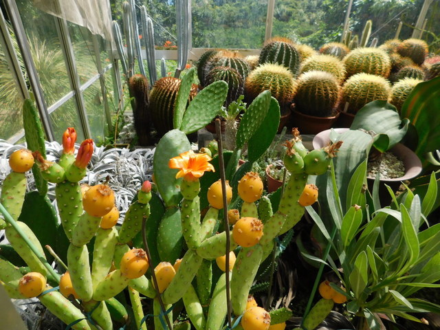 DSCN7195.JPG
