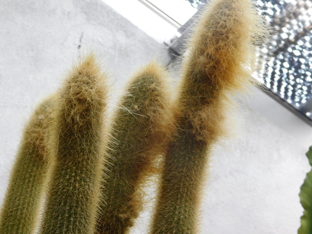 DSCN7468.JPG