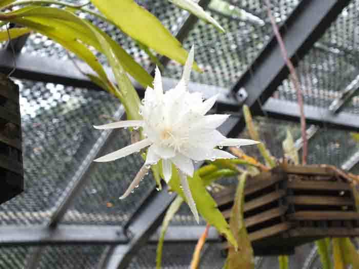 エピフィルムの花: 学芸員の独り言