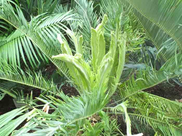 再びソテツの新芽ラッシュ: 学芸員の独り言