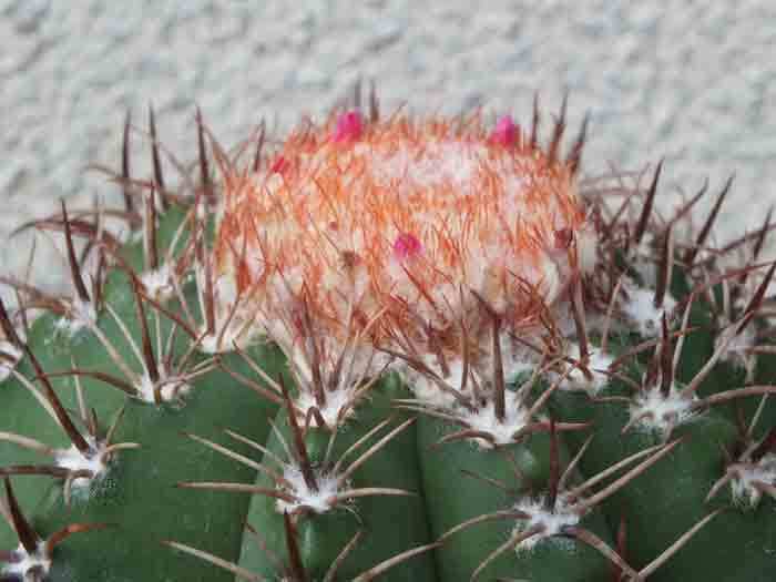 メロカクタス: 学芸員の独り言