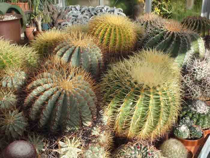 我が家の金鯱は: 学芸員の独り言