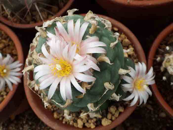 鯱頭の花など: 学芸員の独り言 鯱頭の花など: 学芸員の独り言