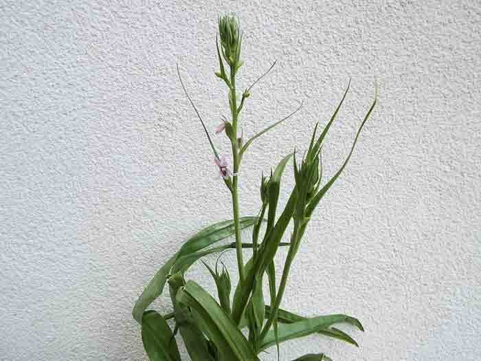 キルタンサスなど小球根: 学芸員の独り言