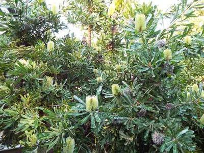 バンクシアがいいね！: 学芸員の独り言