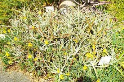 プヤの群落を作る: 学芸員の独り言