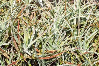 プヤの群落を作る: 学芸員の独り言