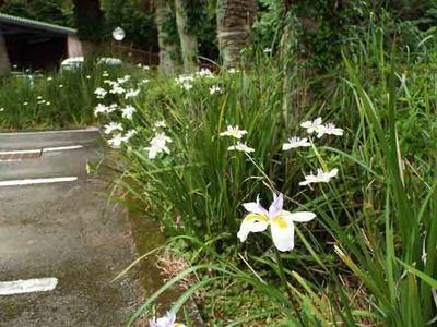 ディエテスが満開: 学芸員の独り言