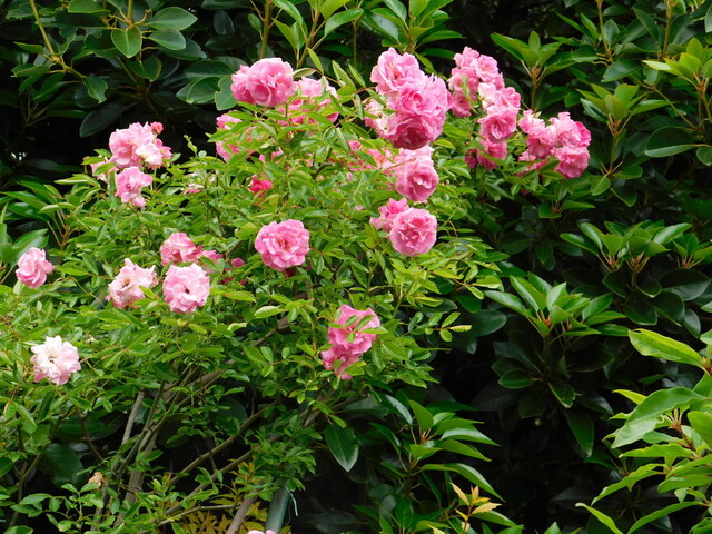 DSCN0014.JPG