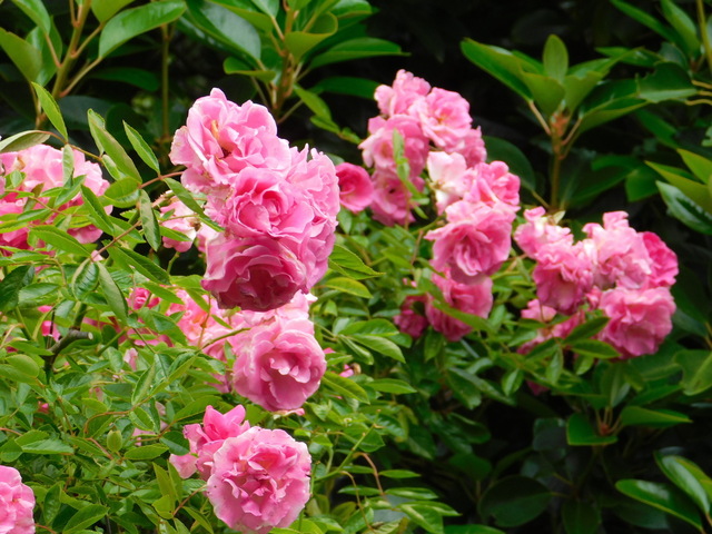 DSCN0016.JPG